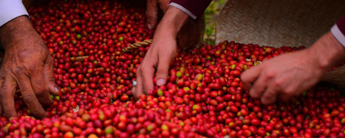 Handpicked arabica coffee beans, the heart of every perfect brew.